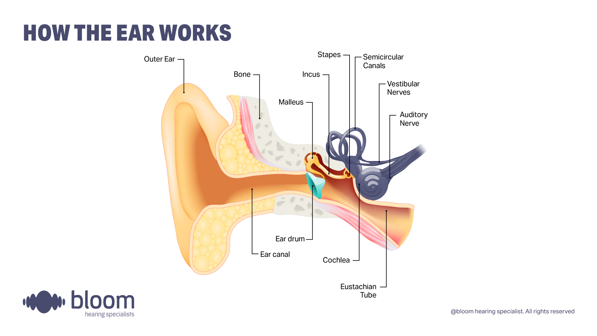 Illustration showing how the ear works from outer ear, ear canal, stapes, cochlea, etc.