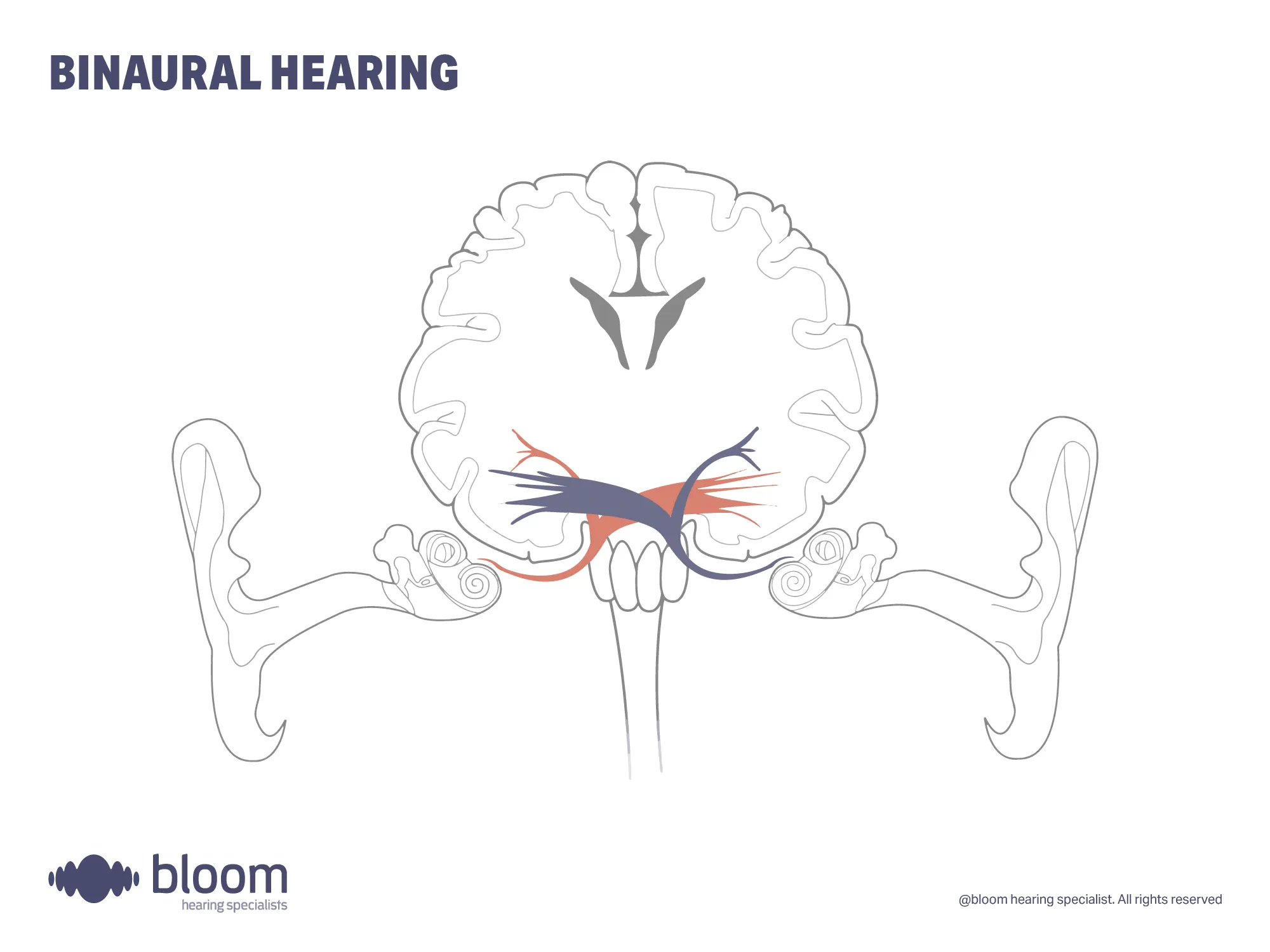  Illustration explaining binaural hearing, the ability to hear with both ears and its benefits for sound localization.