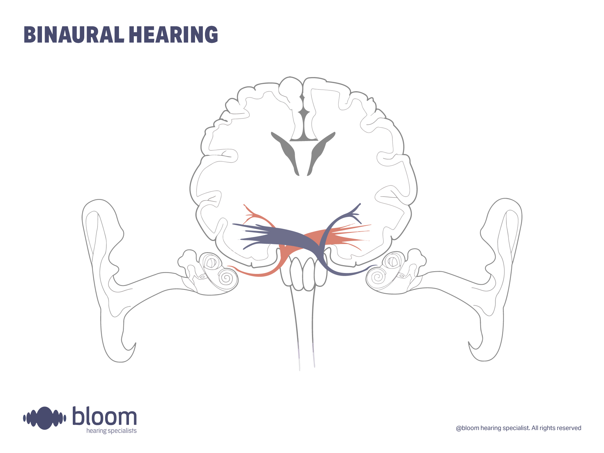  Illustration explaining binaural hearing, the ability to hear with both ears and its benefits for sound localization.
