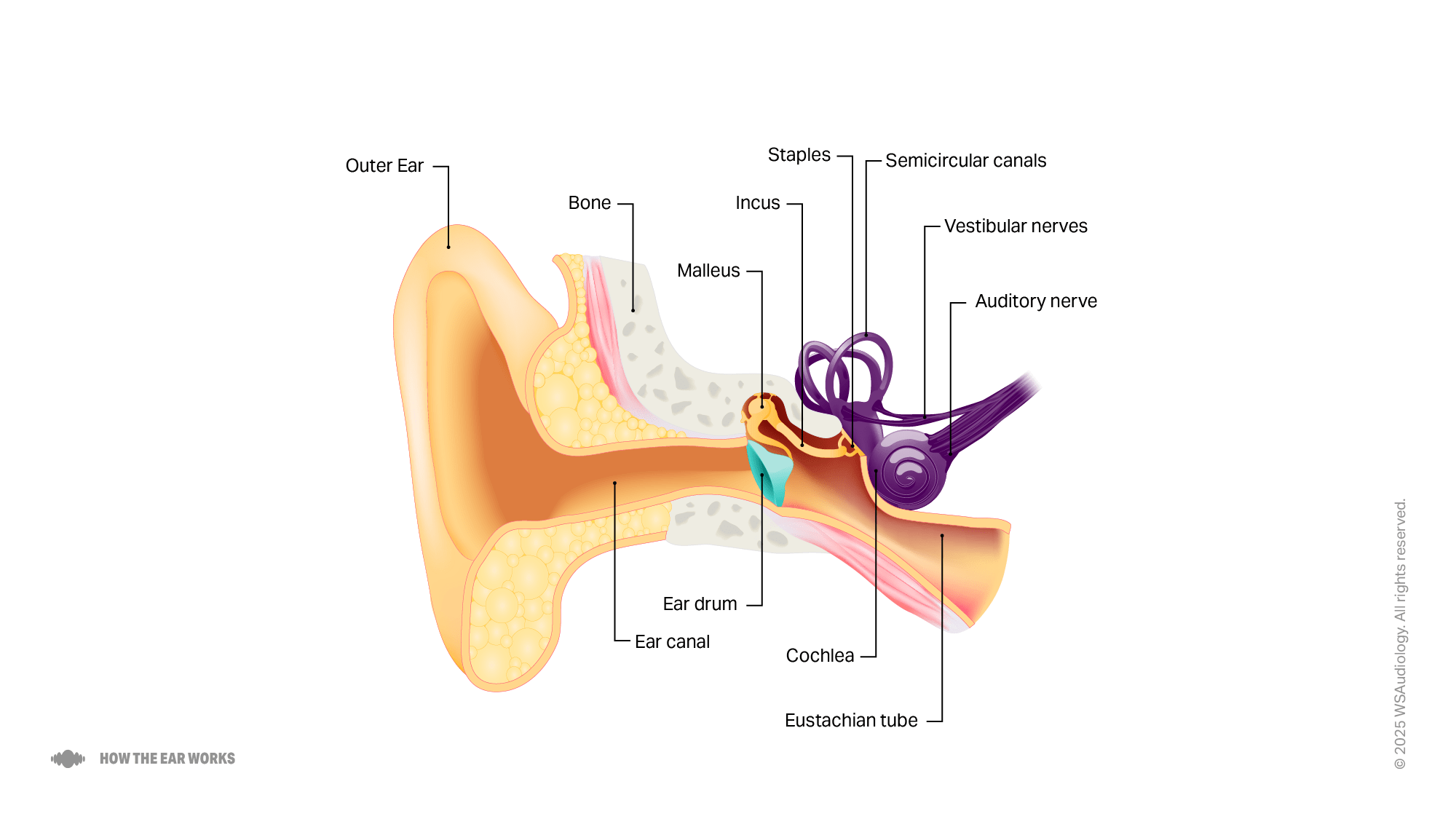 how the ear works 